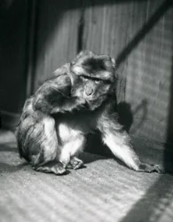 A Barbary Ape at London Zoo, March 1914